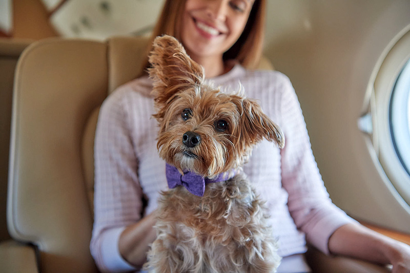 dog sitting on woman's lap in private plane